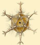 Circogonia icosahedra, radiolarian species shaped like a regular icosahedron