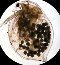 Daphnia magna з яйцями