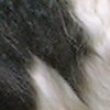 Border collie's black and white fur