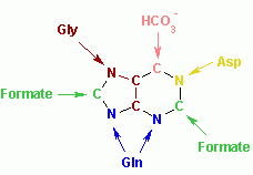 Orígens biosintètics dels àtoms amb anell de purina