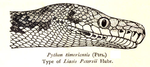 Python timoriensis