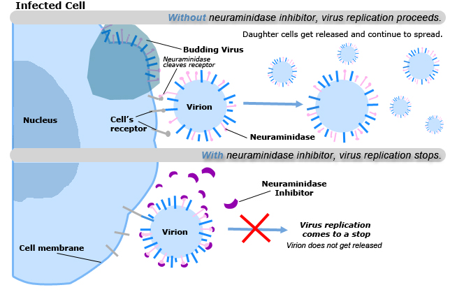 neuraminidasemechanism