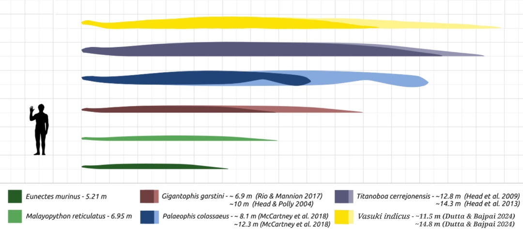 Size_comparison_of_largest_snakes