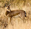 Chinkara, gacela india (hembra)