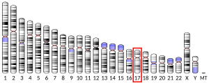 17號染色體