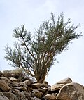 Miniatura para Bursera microphylla