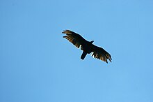 A large black bird soars overhead with a blue sky behind