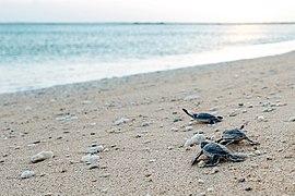 Tortues vertes sur l'ile de Wang'an à Taiwan. Aout 2017.