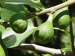 Fikusas (Ficus carica)