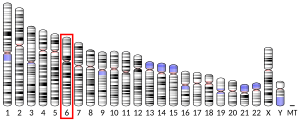 Chromosome 6 humain