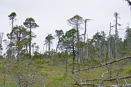 Een bos op het eiland