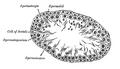 Transverse section of a tubule of the testis of a جرذ. X 250.