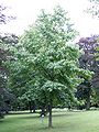 Amberbaum im August