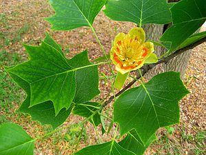 Tulpenbuum (Liriodendron tulipifera), bloos an bleeden.