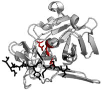 TEV protease