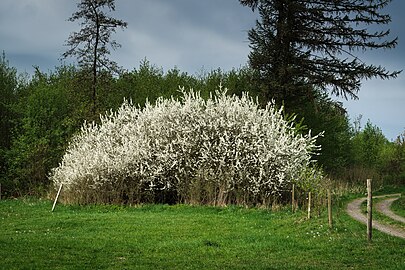 Shrub in the Vogelsberg