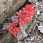 Dudleya cymosa subsp. pumila