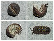 Armadillidium vulgare ow tiskwedhes fatel wra an wragh oles rolya