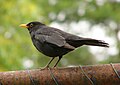 Musträstas (Turdus merula)