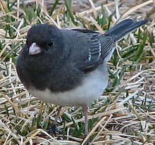 Dark Eyed Junco 005.jpg