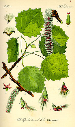 Drebulė (Populus tremula)