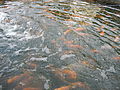 Red nile tilapia for breeding