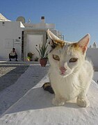 Greece-Cat