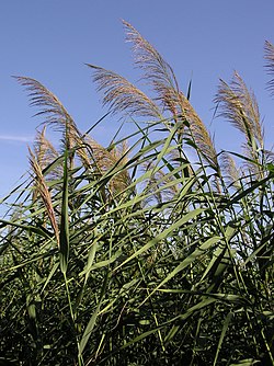 Järviruoko (Phragmites australis)