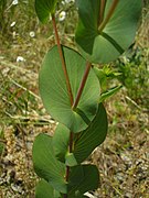 doorgroeid blad van doorwas (Bupleurum rotundifolium)