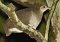 Great tinamou, Tinamus major