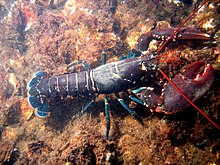 Homarus gammarus