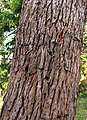 Trunk bark