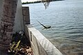 Iguana trobada a Florida Keys.