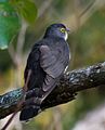 Dark hawk-cuckoo