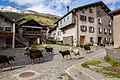 Eintreffen der Ziegen am Dorfplatz