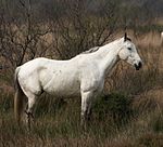 Camargue