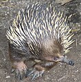 Echidna istrice (Tachyglossus aculeatus)