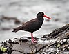 Sooty Oystercatcher, Bruny Island