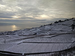 Lavaux sous la neige.