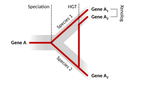 Sequence homology