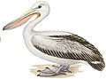 Pelecanus conspicillatus