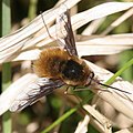 Großer Wollschweber (Bombylius major)