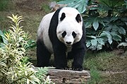 Black and white bear on ground