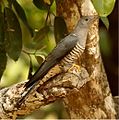 Himalayan cuckoo