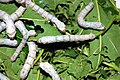 Silk worms