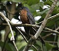 Chestnut-breasted cuckoo