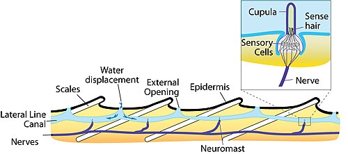 Skizze der Anatomie des Seitenlinienorgansystems.