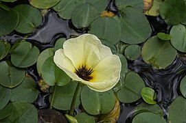 Hydrocleys nymphoides (Alismataceae)