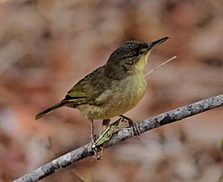 Madagaskarinkerttu (Bernieria madagascariensis)