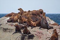 Lobos marinos en Rada Tilly, costa Argentina.